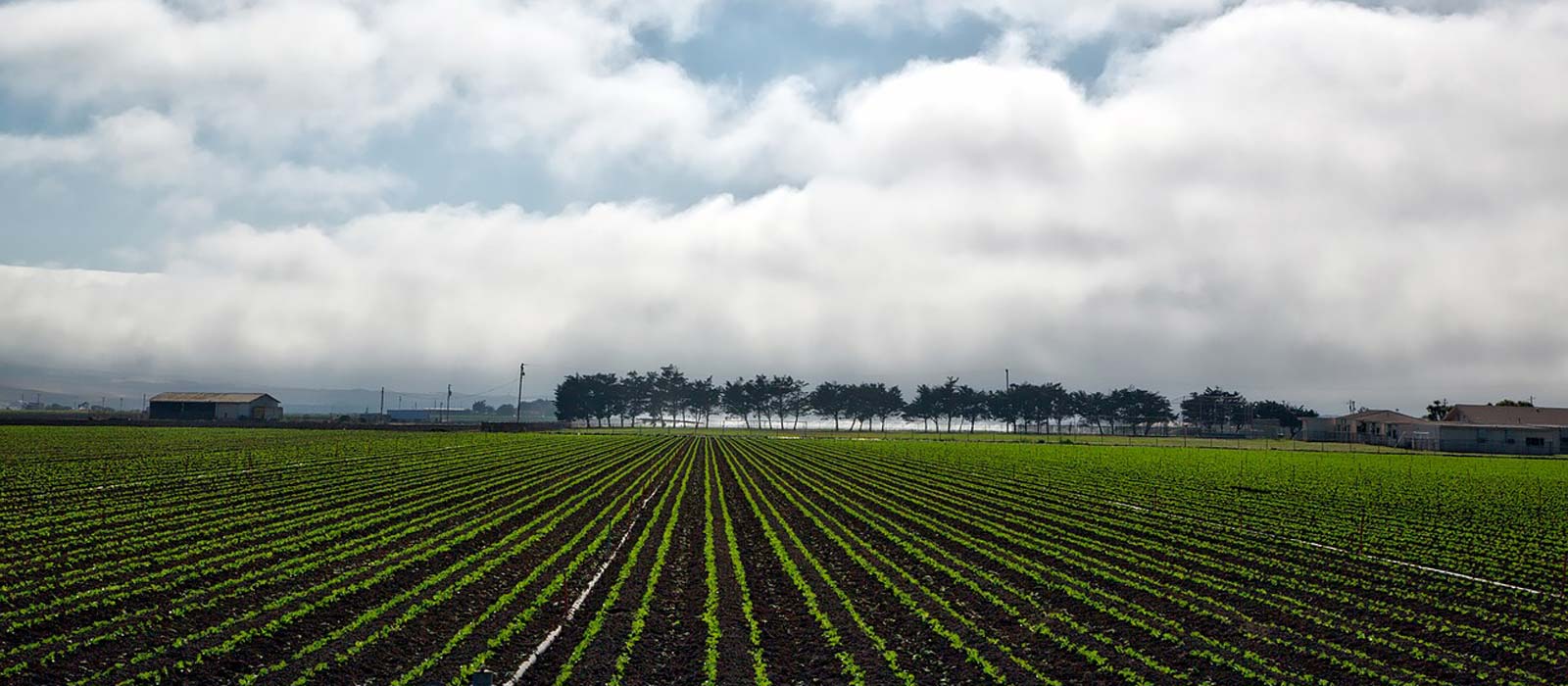 Lalas Agro| Home